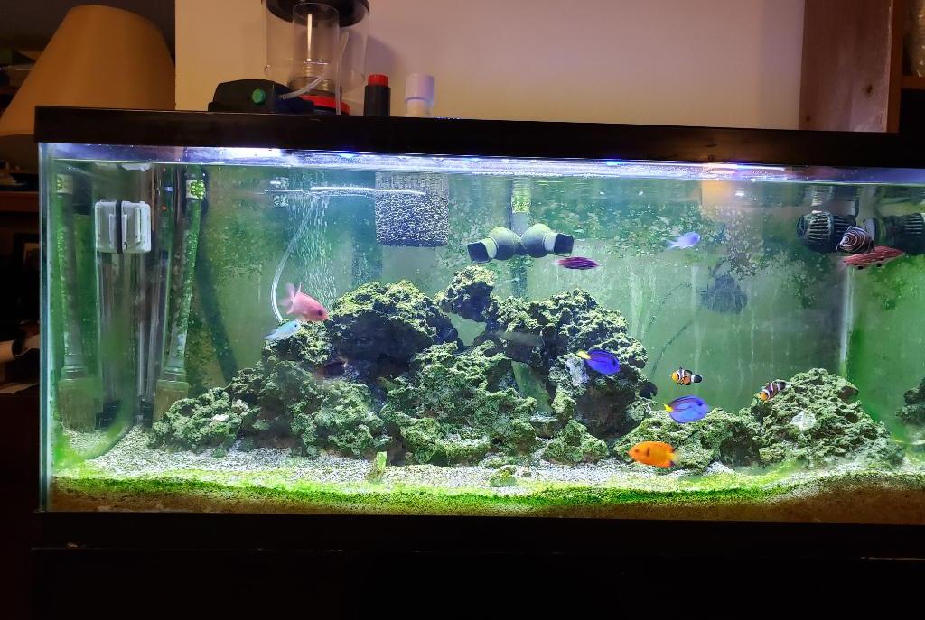 Saltwater Attic Tank on Dec 15, 2019