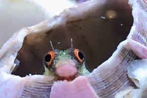 Panamic Barnacle Blenny Thumbnail