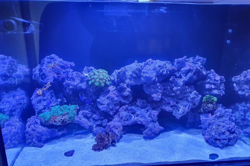 My New Reef Thumbnail