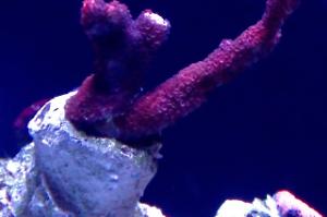 Branched Montipora Coral Thumbnail