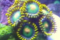 Eagle Eye (Zoanthid) Thumbnail