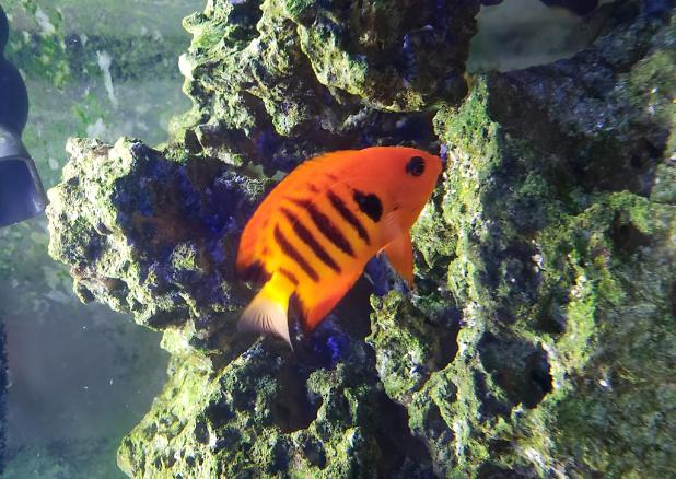 Flame Angelfish