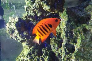 Flame Angelfish Thumbnail