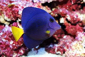 Purple Tang Thumbnail