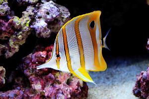 Copperband Butterflyfish Thumbnail