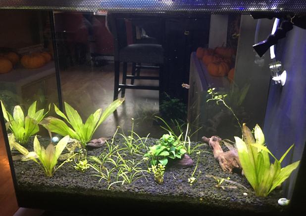 16 gal pea puffer on Dec 20, 2019