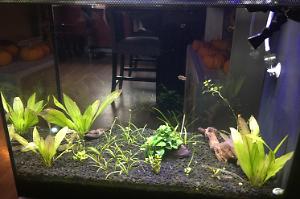 16 gal pea puffer Thumbnail