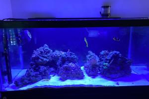 Reef Tank Thumbnail