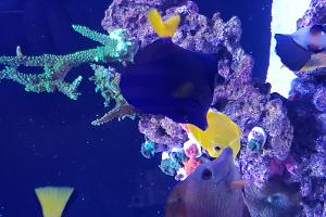 Purple Tang Thumbnail