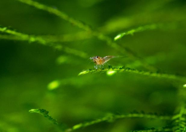 Brand new baby Blue Rili shrimp