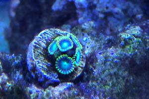 Radioactive Dragon Eye Zoanthid Thumbnail