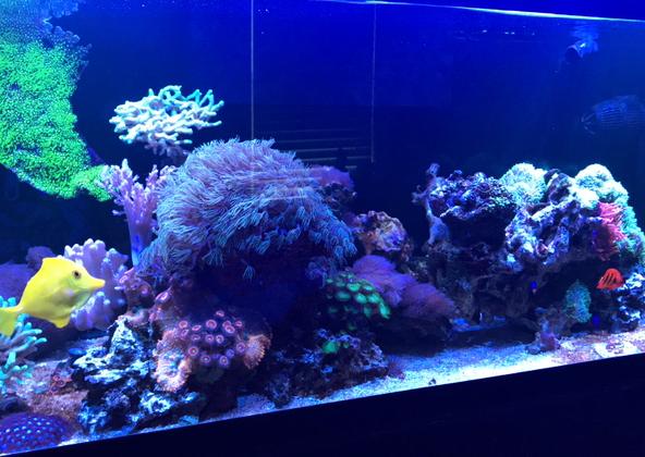 Victoria's 75gal Reef on Dec 23, 2019