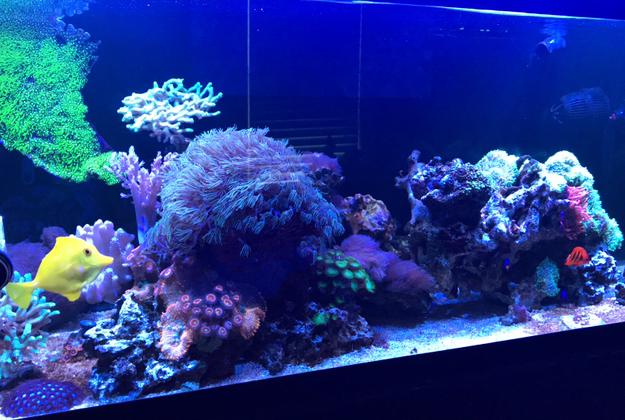 Victoria's 75gal Reef on Dec 23, 2019