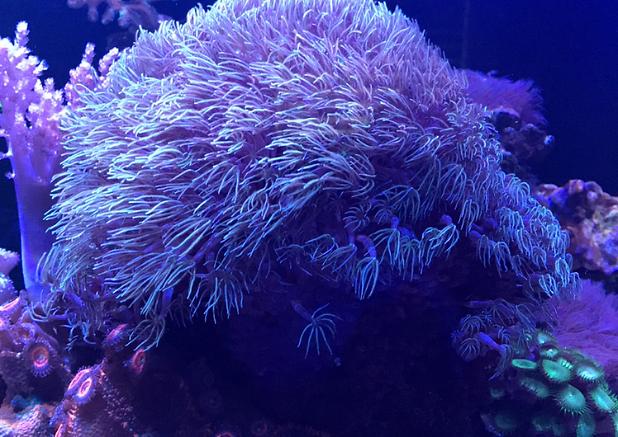 Victoria's 75gal Reef on Dec 23, 2019