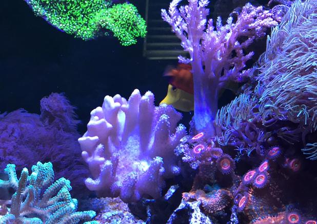 Victoria's 75gal Reef on Dec 23, 2019