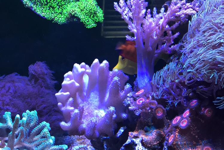 Victoria's 75gal Reef on Dec 23, 2019