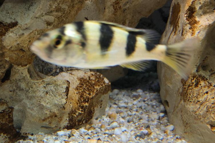 Zebra Obliquidens / Astatotilapia latifasciata 8