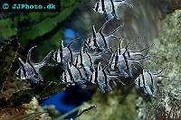 Banggai cardinalfish Thumbnail