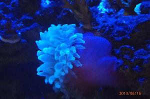 Bubble Tip Anemone Thumbnail