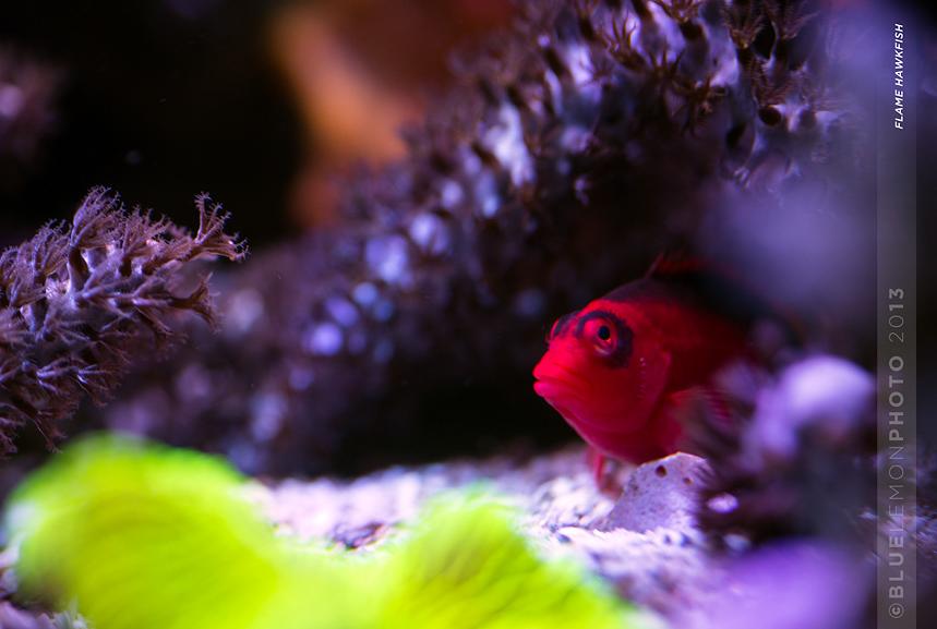 Flame Hawkfish