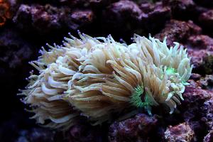 Elegance Coral Thumbnail