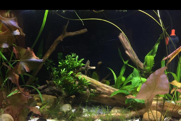 20g Community Tank Thumbnail