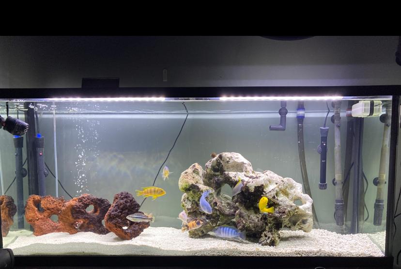 Mbuna Tank on Dec 28, 2019