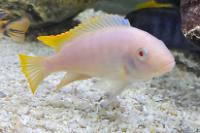 Albino Red Fin Zebra Thumbnail