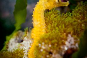 Dwarf Seahorse Thumbnail