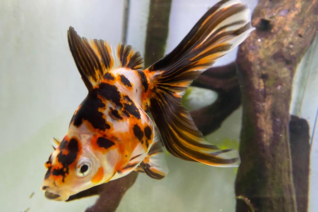 Ryukin Goldfish / Carassius auratus Ryukin Goldfish 17