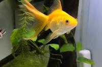 Fantail Goldfish Thumbnail