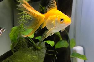 Fantail Goldfish Thumbnail