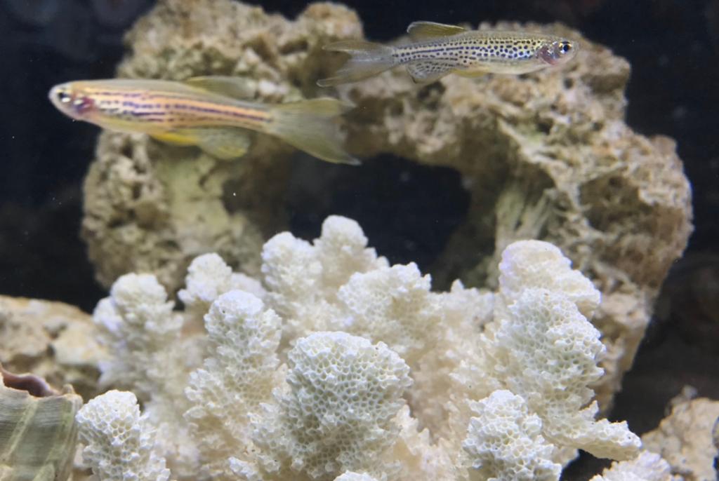 Leopard Danios