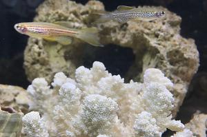 Leopard Danios Thumbnail