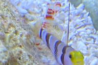 Randall’s Pistol Shrimp Thumbnail