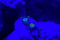 Rasta Zoa Thumbnail