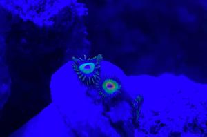 Rasta Zoa Thumbnail