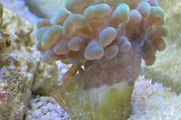 Hammer Coral Thumbnail