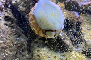 Trochus snail Thumbnail