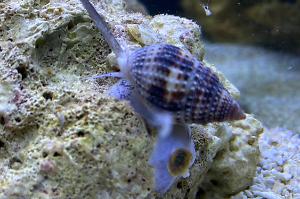 Nassarius snail Thumbnail