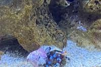 Electric blue hermit crab