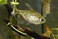 Diamond Tetras Thumbnail