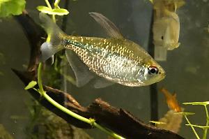 Diamond Tetras Thumbnail