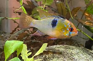 Ram Cichlid