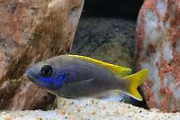 Yellow Tail Acei