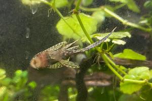 Bristlenose Pleco Thumbnail