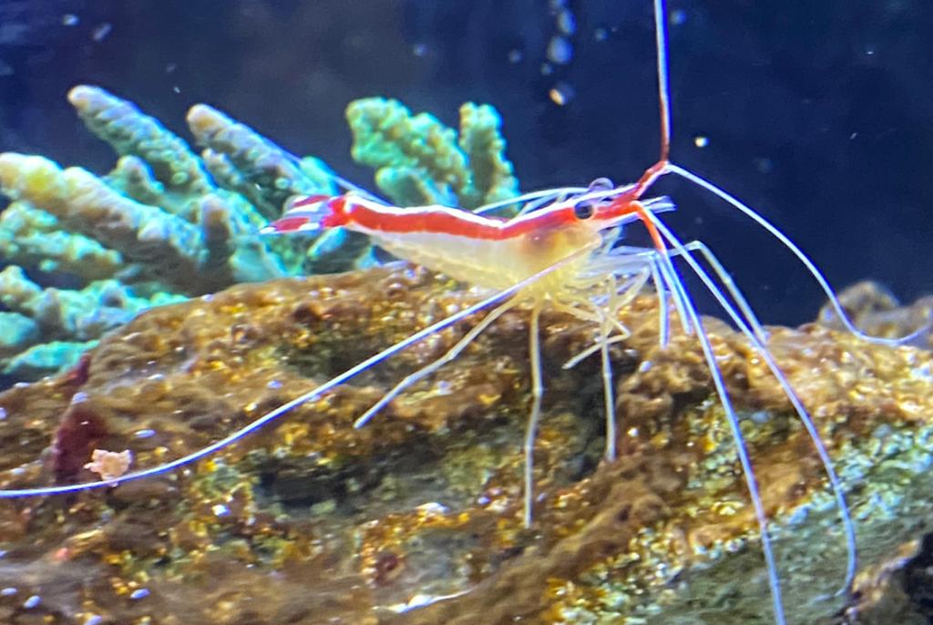 Skunk cleaner shrimp