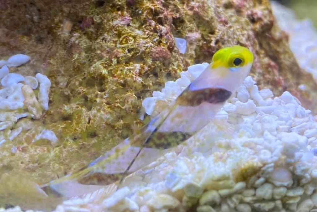 Yellow Rose Goby