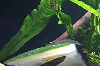 Oto Catfish Thumbnail