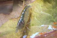 Amano Shrimp Thumbnail